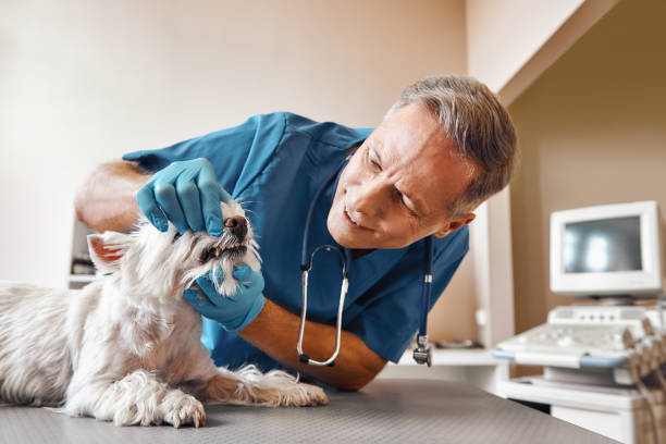 Best Pediatric Emergency Dentist in Unionville, GA
